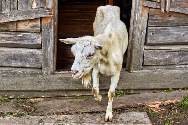 White Goat Comes Out Wooden Barn Countryside — Stock Photo, Image