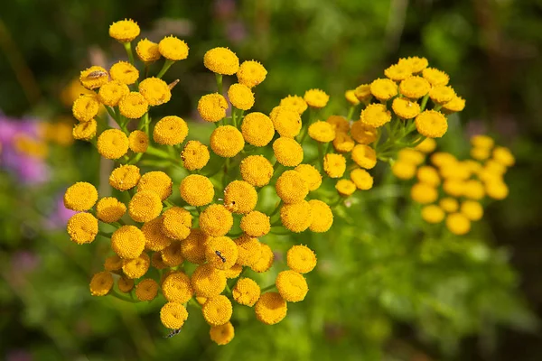 Ramo Com Pequenas Flores Amarelas Tansy Close — Fotografia de Stock