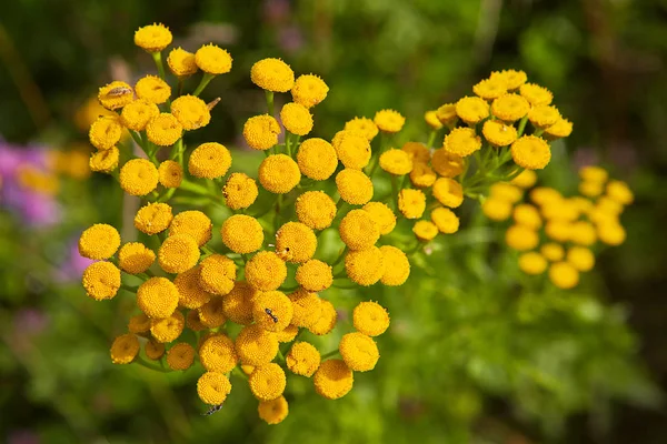 小黄花枝艾菊特写 — 图库照片