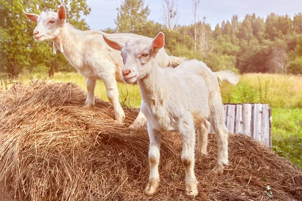 Two Little White Goats Stand Haystack Countryside — Stock Photo, Image