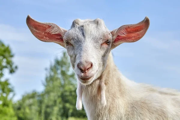 Chèvre Blanche Avec Grandes Oreilles Saillantes Dans Champ Village — Photo