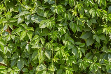 Geri bir tırmanma bitki veya Ivy, yakın çekim için yeşil doku.