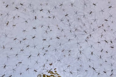 Su böcekleri yüzmek marsh su veya sıvı metal yüzey üzerinde nanorobots slip.