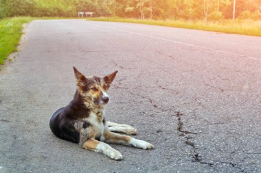 Köpek melez karayolu karayolu üzerinde sabahın erken saatlerinde kırsal kesimde yatıyor.