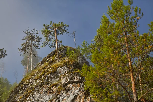 Az erdő tájképe sziklával és fákkal. — Stock Fotó