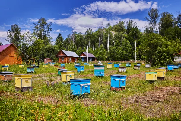 Bir orman apiary renkli arı kovanları.