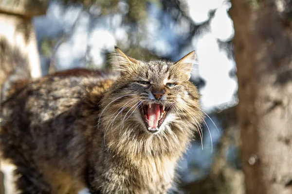 Gato Callejero Rayas Con Pelaje Esponjoso Abrió Boca Maúlla Silba — Foto de Stock