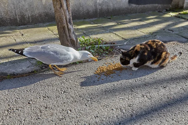 Möwen Stehlen Futter Von Einer Streunenden Katze Insel Buyukada Istanbul — Stockfoto