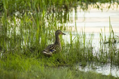 Yaz aylarında nehir kıyısında ördek.