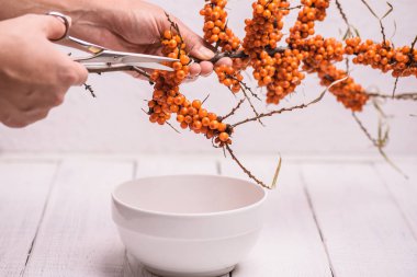 Deniz diken hasadı (Hippophae rhamnoides) Elindeki makas boynuzunu keser