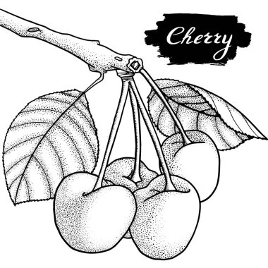 Kiraz vektörü çizimi. El yapımı dut. Yaz