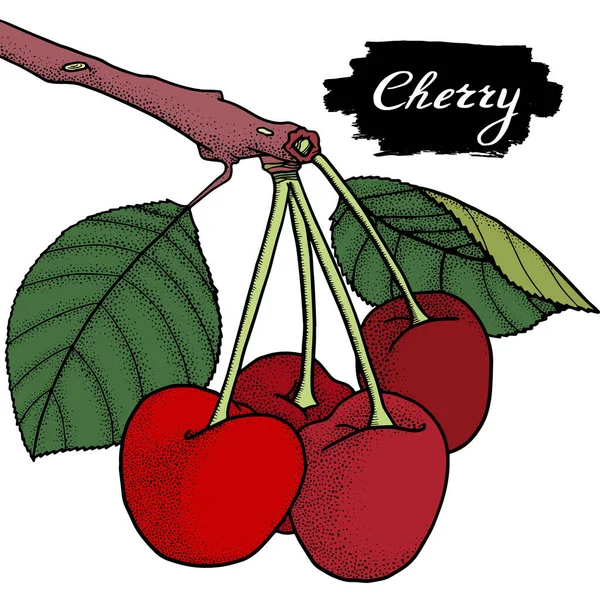 Cherry vector drawing. Hand drawn berry. Summer — Stock Vector