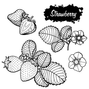 Çilek vektör çizim seti. İzole edilmiş el resmi beyaz arka planda. Yaz meyvesi oymalı tasvir. Ayrıntılı vejetaryen yemeği. Etiket, poster, baskı için harika