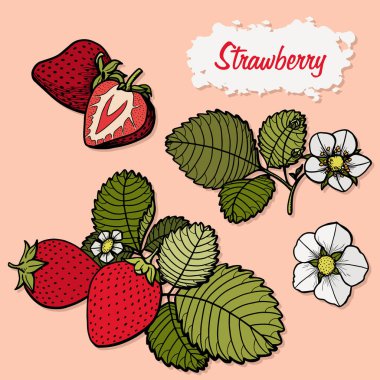 Çilek vektör çizim seti. İzole edilmiş el resmi beyaz arka planda. Yaz meyvesi oymalı tasvir. Ayrıntılı vejetaryen yemeği. Etiket, poster, baskı için harika
