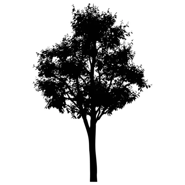 Silhouette d'arbre vectoriel isolé sur fond blanc — Image vectorielle