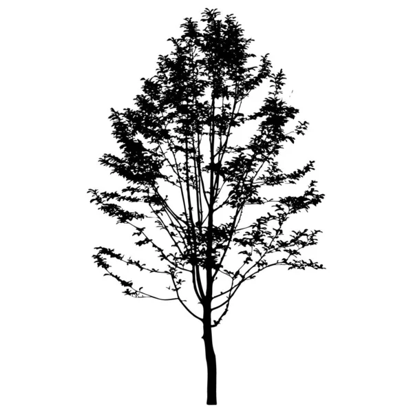 Silueta vektorového stromu izolované na bílém pozadí — Stockový vektor