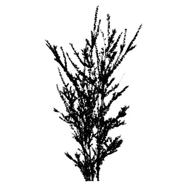 Beyaz arkaplanda izole edilmiş vektör ağaç silueti