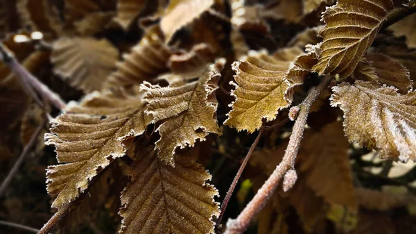 Golden Leaves Covered with Frost on Cold Winter Day.Dramatic Macro of Frozen Branch with Leaves in Shadow