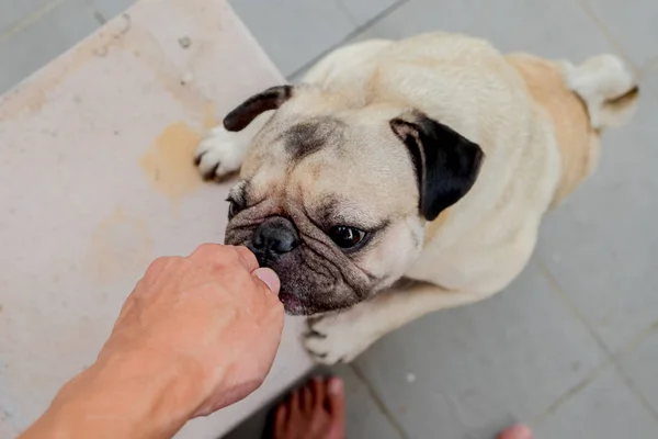 pug dog are eating snack from dog owner