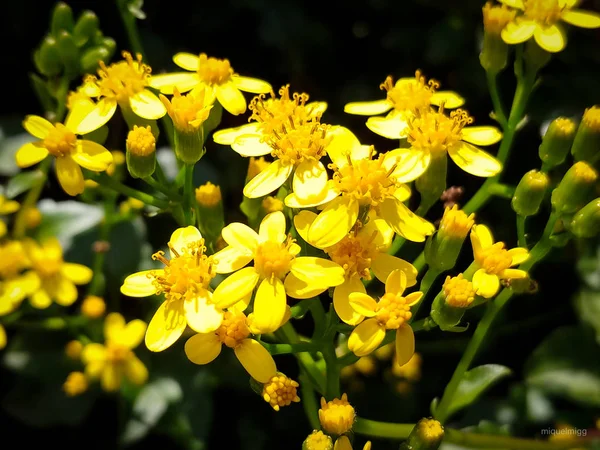 Jardin Jaune Jolies Fleurs — Photo