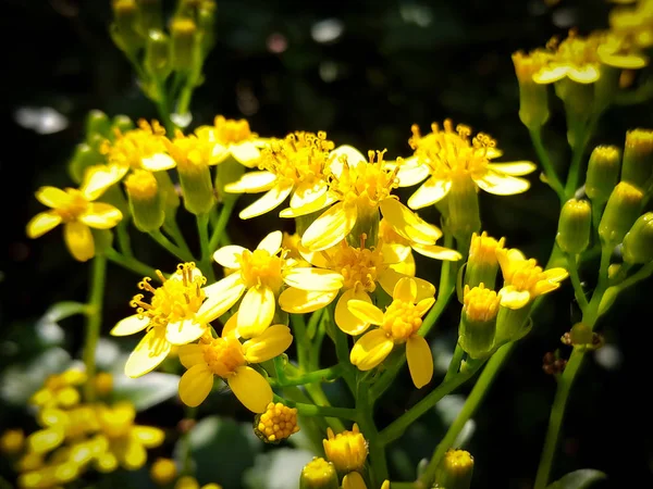 Jardin Jaune Jolies Fleurs — Photo