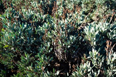 Yeşil Doğa Plaj yürüyüş 03