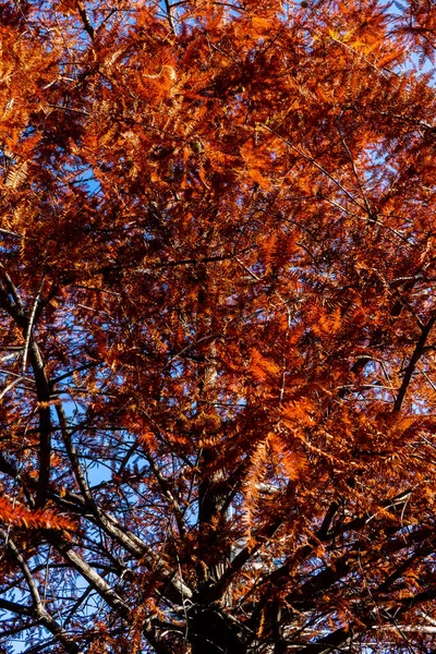 Autumn Red Tree — Stock Photo, Image