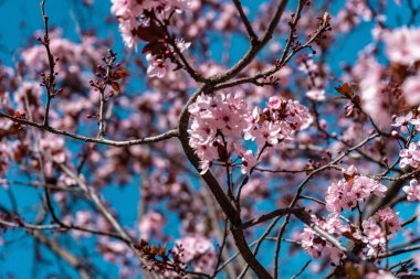 Çiçek Barcelona Montjuc Montjuc bir yürüyüş