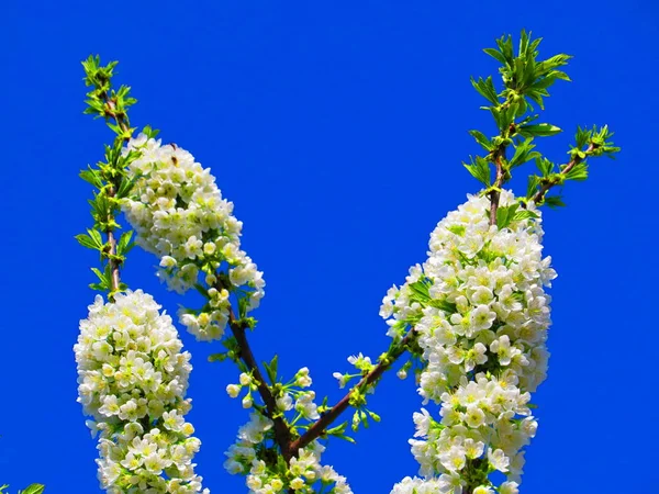 Mavi arka planda kiraz çiçekleri
