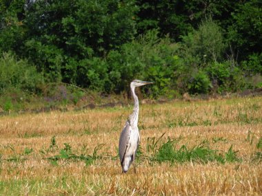 Gri Heron ormanın arka planında biçilmiş bir alanda