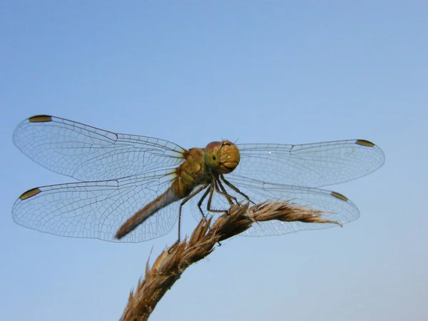 Dragonfly Closeup Ear Grass Blue Sky — Stock Photo, Image