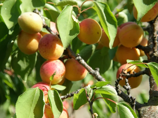 Bir dalüzerinde olgun portakal kayısı