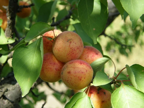 Bir dalüzerinde olgun portakal kayısı