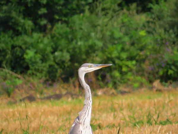 Gri Heron ormanın arka planında poz