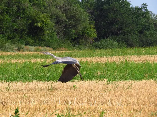 Heron ormanın arka planında tarlanın üzerinden geçiyor..