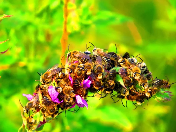 蜜蜂用最美味的花蜜攻击了花 — 图库照片