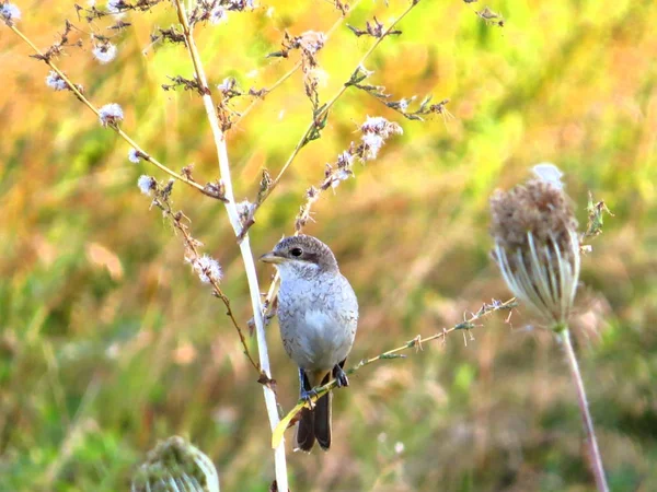 Oiseau Posant Sur Une Branche — Photo