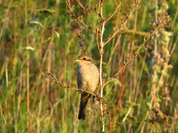 Oiseau Posant Sur Une Branche — Photo