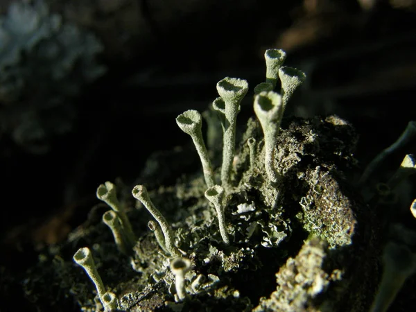 Koyu bir arka plan üzerinde küçük yeşil mantar
