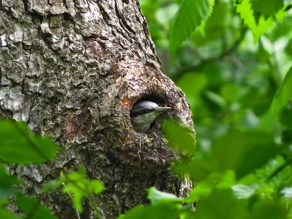 Würgervogel Schaut Aus Einer Mulde — Stockfoto