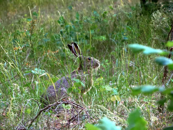 Yeşil çimenlikteki gri tavşan