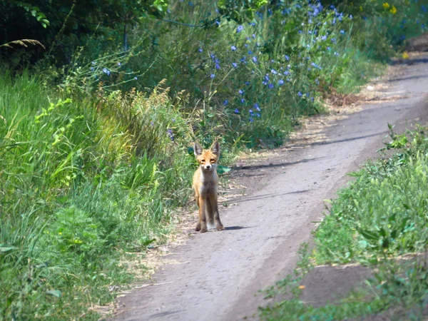 Bozkır yolundaki genç tilki