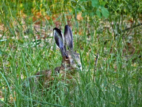 Yeşil çimenlikteki gri tavşan