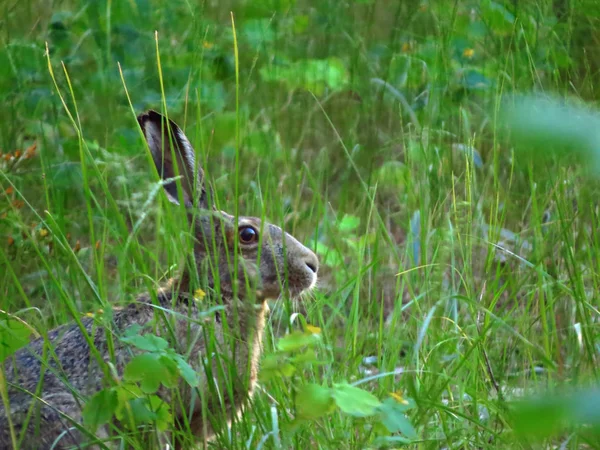 Yeşil çimenlikteki gri tavşan