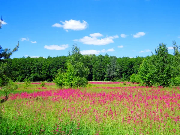 parlak leylak çiçekleri ile ormanın önünde çayır