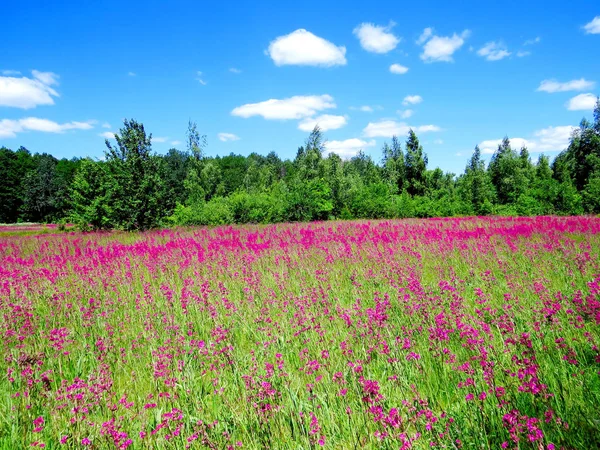 parlak leylak çiçekleri ile ormanın önünde çayır