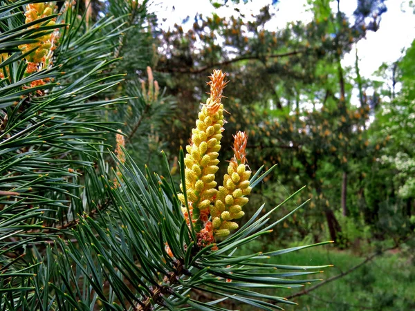 Çam çiçekli sarı çiçekler