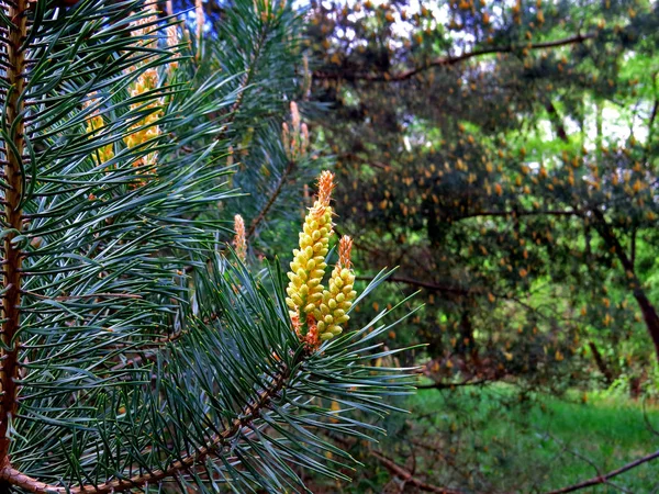 Çam çiçekli sarı çiçekler