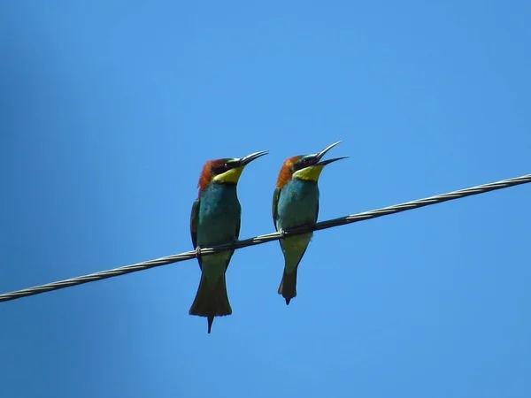 Mavi gökyüzüne karşı bir tel üzerinde arı yiyiciler bir çift