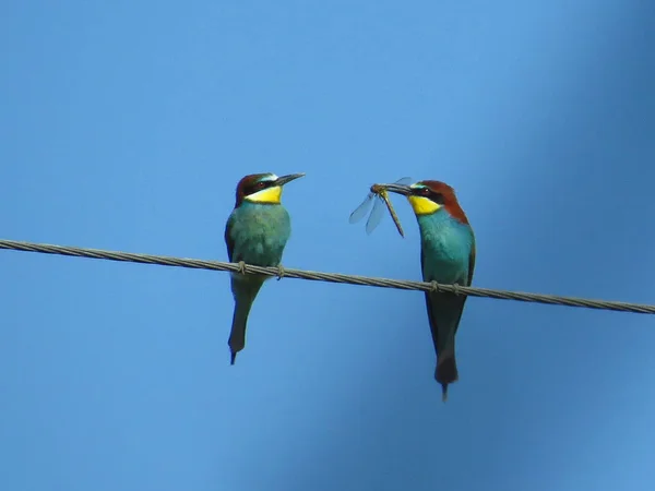 Mavi gökyüzüne karşı bir tel üzerinde arı yiyenler bir çift, erkek gagasında bir yusufçuk var